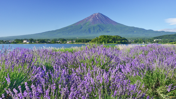 FujikawaguchikoTours