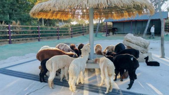 西霞口神鵰山野生動物園一日遊【威海出發】
