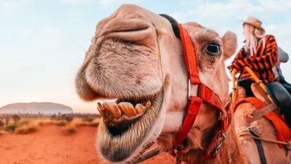 Camel Riding tour in Uluru, Australia / hotel pick-up / timeslot options