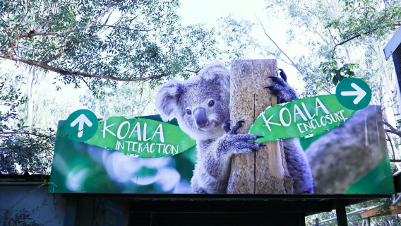 A 1-day tour to Featherdale Wildlife Park in Sydney, Australia with the option to combine it with a scenic area to the Blue Mountains