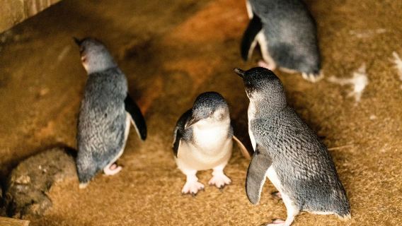 墨爾本蒸汽小火車+企鵝島一日經典雙拼遊【網紅火車/Penguin Parade】
