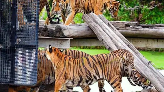 曼谷野生動物世界一日遊丨專車入園丨含野生動物園及海洋世界門票