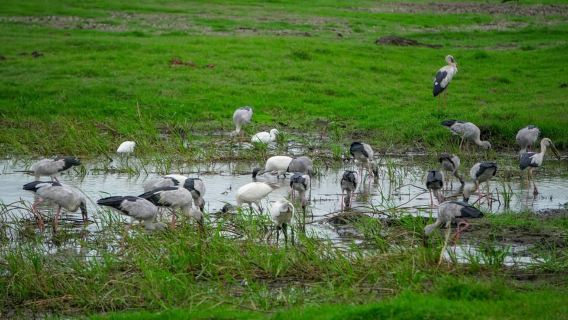 Minneriya: safari nocturno privado en el Parque Nacional Minneriya