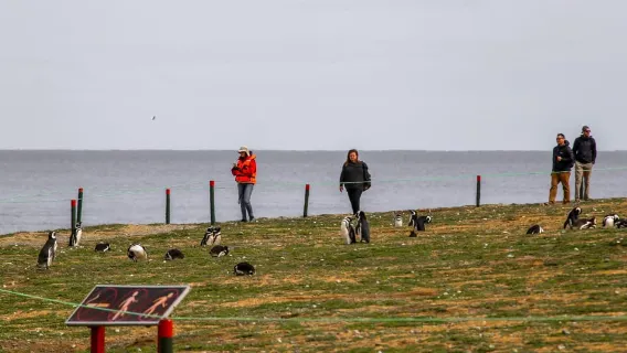 Punta Arenas : Navigation vers l'Île de Magdalena et marche avec les manchots