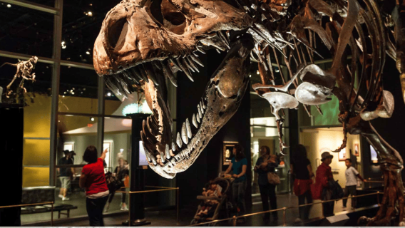 Drumheller Full Day: Tyrrell Museum & Canyon Adventure