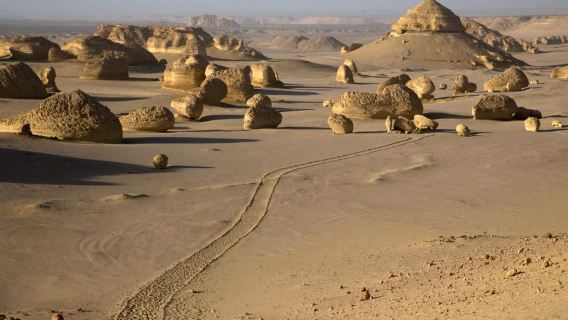 Scopri Wadi Hitan, la meraviglia preistorica dell'Egitto!