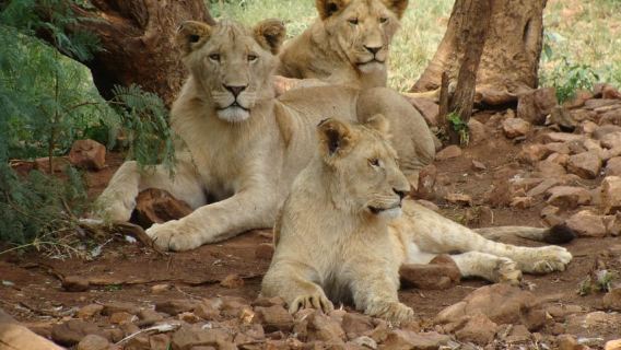 Pilanesberg: Full-Day Safari Adventure from Johannesburg