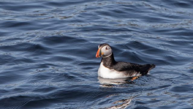 Hólmavík: Whale Watching Tour