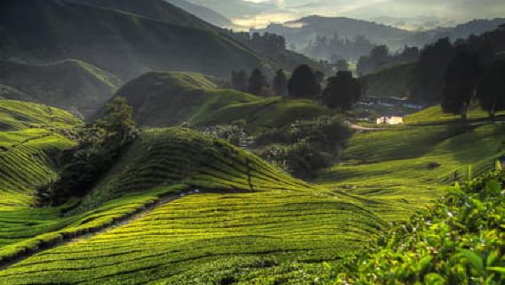 Cameron Highlands Private Tour with Tea Plantation Visit