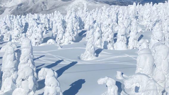 1-day tour to Zaō Fox Village and Frost-covered Trees in Zaō Mountains [Meet adorable foxes | Depart from Sendai]