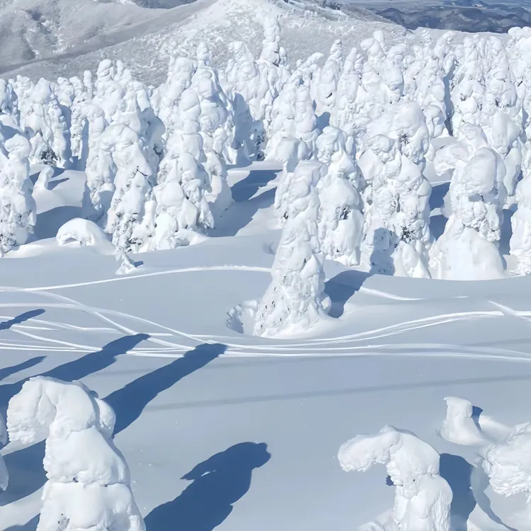 Japan Sendai winter wonder + Frost-covered Trees in Zaō Mountains