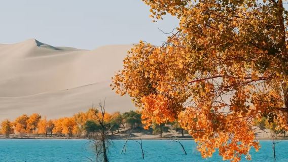 【包車遊】庫爾勒塔克拉瑪干沙漠+羅布湖+塔塔秘境包車一日遊