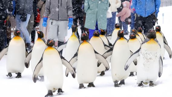 Excursion d'une journée au zoo d'Asahiyama, à la terrasse des lutins et aux chutes de Shirahige à Hokkaido|Option de groupe de 9 à 13 personnes