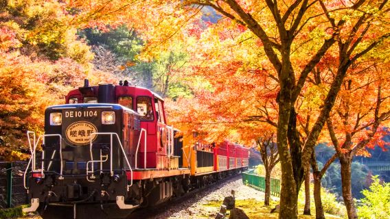 Tour 1 ngày mùa thu giới hạn - Chùa Vàng Kyoto & Tàu hỏa ngắm lá phong đêm Arashiyama, thoải mái khám phá khu vực Arashiyama