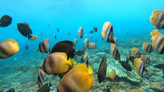 Excursión de un día a Nusa Penida para hacer snorkel con mantarrayas y visitar la playa Kelingking (barco rápido y traslados incluidos)