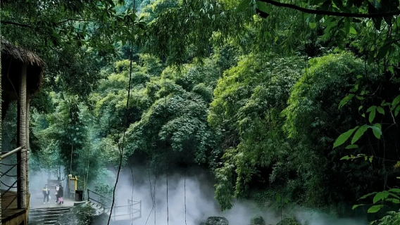 Lawatan Sehari ke Hutan Buluh Chuanxi + Bandar Lama Ping Le · Termasuk Tiket Masuk · Kumpulan Kecil 8 Orang/Lawatan Peribadi