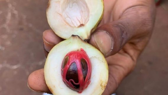 Zanzibar: Spice Farm Tour, Stone Town & Sea Turtle Sanctuary