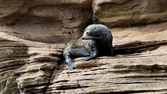 Whitianga: Cathedral Cove Cruise, Caves & Snorkelling