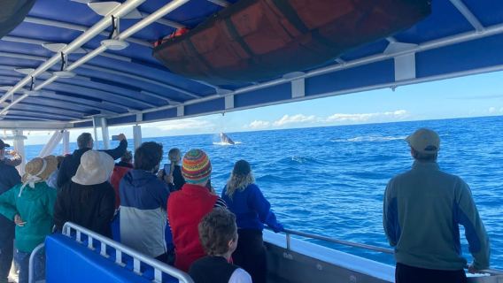 Mooloolaba: Whale Watching Cruise