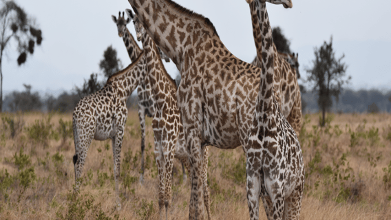 Dar es Salaam: Mikumi National Park Day Trip with Train Ride