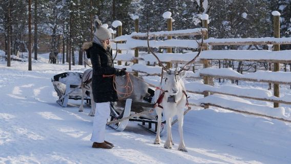 Experiencia en trineo de renos en Saariselkä, Finlandia, con traslado al hotel opcional