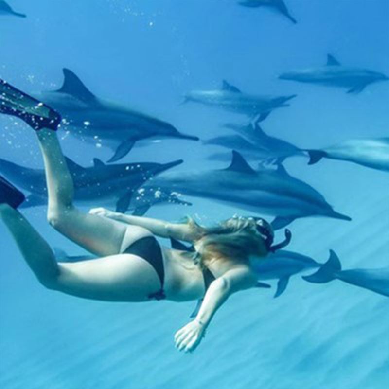 모리셔스 고래와 돌고래 체험 일일 투어 (공유 보트)