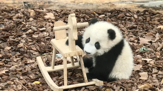 Private All-Inclusive Chengdu Panda Base Tour with Foodie Lunch