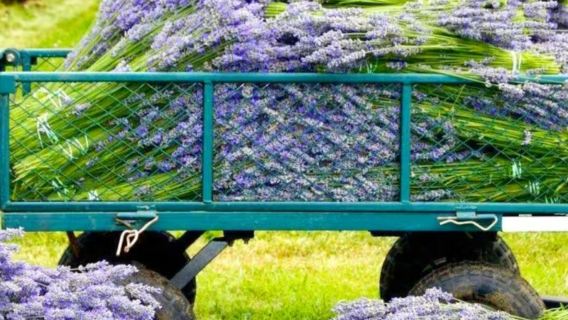 法國普羅旺斯的紫色浪漫+紅土城+石頭城[普通話司導行程可調]