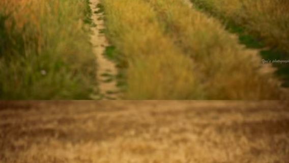 浪漫巴黎周邊遊：梵高小鎮+莫奈花園+莫奈故居【中文包車】