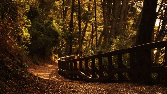 Da Bariloche: gita in barca all'isola Victoria e alla foresta di mirto