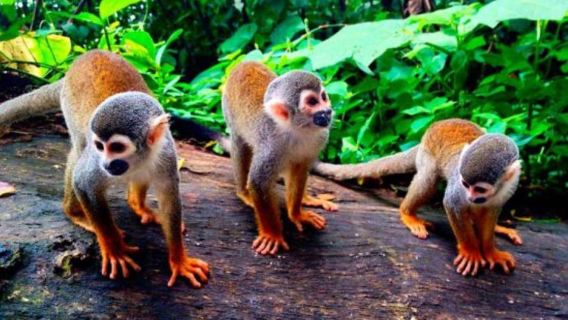 From Iquitos || Excursion to the Monkey Island Full Day ||