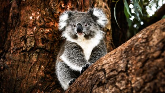perjalanan satu hari ke Phillip Island Penguin Parade dan Suaka Koala [Termasuk Transportasi Kota]
