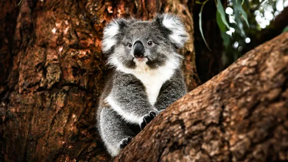 Australia Phillip Island Penguin Parade + Koala Conservation Reserve 1-day tour [including city transfers]