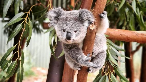 藍山國家公園+悉尼動物園一日遊【小團/中文司導/上門接送】