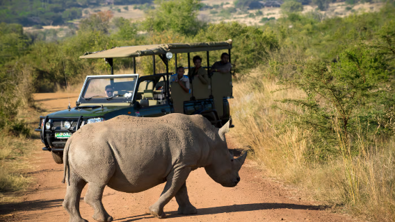 Tagesausflug zur Safari im Pilanesberg Nationalpark ab Johannesburg, Südafrika (inklusive Mittagessen und Ticket)