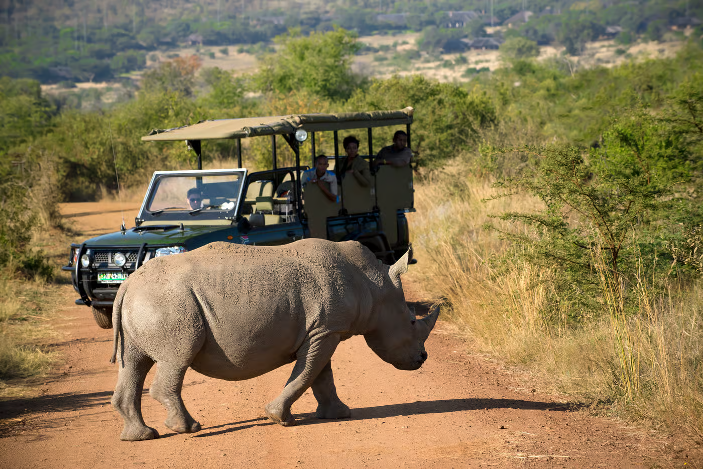 1-day Safari Tour to Pilanesberg Park from Johannesburg with Lunch