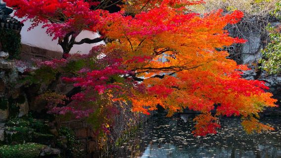 Tour privado: Excursión de un día con guía en chino/inglés por el Jardín del Administrador Humilde, el Bosque de los Leones, el Jardín de la Pareja y la Calle Pingjiang