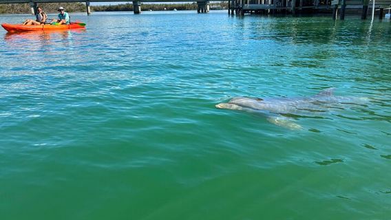 Bonita Springs Eco Kayak Tour – Best Gear, Premium&Clear Kayaks