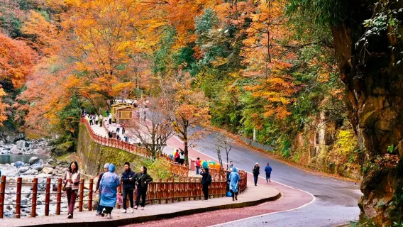 【市內上門接】漢中來回米倉山國家森林公園·光霧山賞秋1日遊含門票8人小團