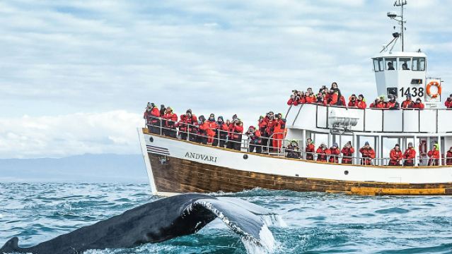 Хусавик: Экскурсия по наблюдению за китами в режиме «молчания» + перекус
