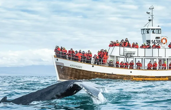 胡薩維克：靜謐觀鯨之旅 + 小食