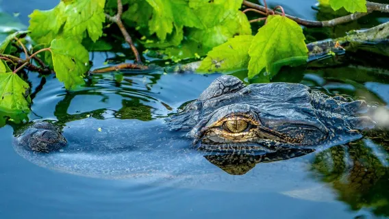Kleine groep max. 12: Halve dag reis door Miami Everglades National Park
