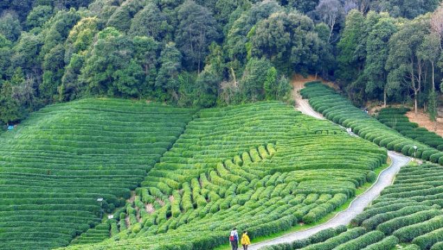 Experiencia de cultivo de té en la Aldea del Té Longwu de Hangzhou | Recolección de hojas de té + proceso de fijación + ceremonia de té al estilo Song (como en "El Sueño de las Maravillas") + degustación en la finca, una experiencia cultural del té todo en uno