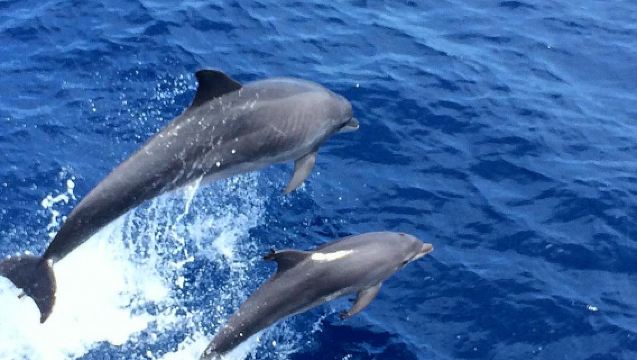 Mallorca: Delfinbeobachtungskreuzfahrt ab Paguera