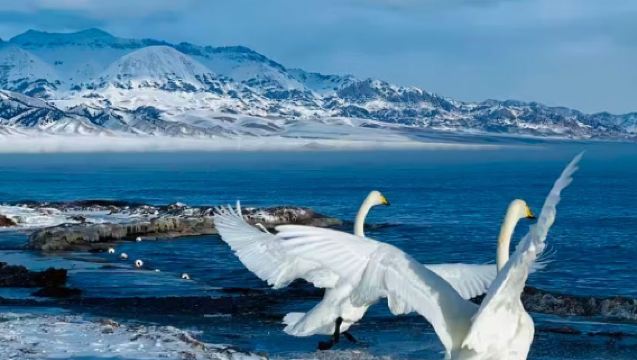 Lawatan sehari ke Tasik Sayram Xinjiang [Hiburan Tulen Tanpa Membeli-belah / Jemputan Bandar Tersedia / Pengalaman Hebat]