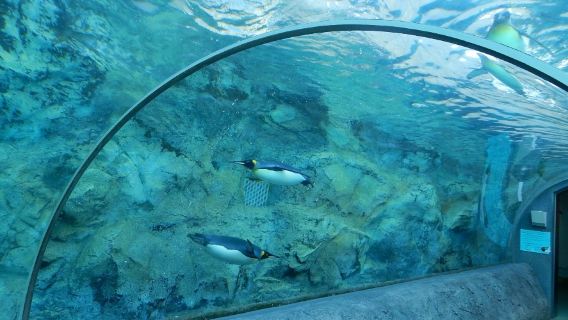 北海道観光バス｜ウポポイアイヌ文化を探訪、苫小牧港巡り、白老「カイ・ポロト」直行の旅｜星野出発