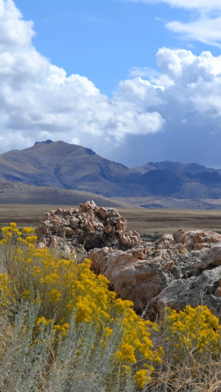 1-day private chartered tour to Antelope Island State Park and Bonneville Salt Flats
