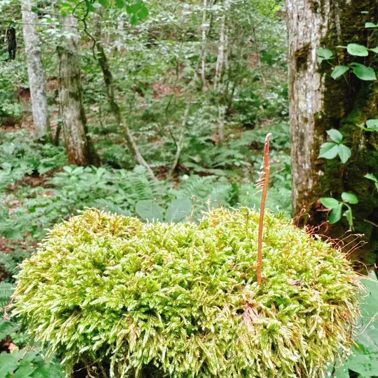 日本青森-奧入瀨溪流-青森縣立美術館-中文私享行| Trip.com