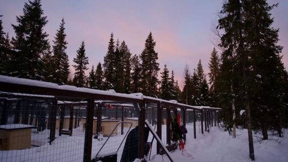 Levi: Self-Driven Husky Ride In Snowy Forest (5km)