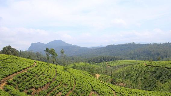 Nuwaraeliya Labookellie Tea Factory- Plucking & Tasting Tour